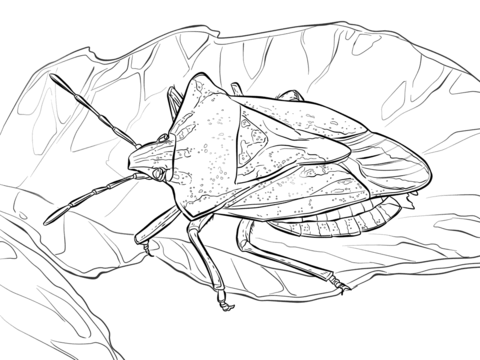 Stink Bug Coloring Page